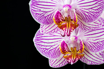 Striped orchid flower