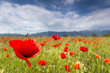 The huge field of red poppies flowers