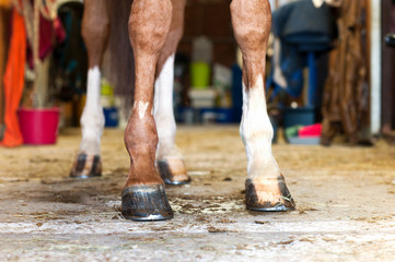 Red horse hoof standing in stable