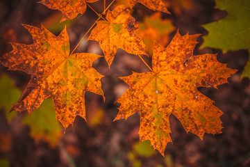 autumn leaves yellow and green of the tree