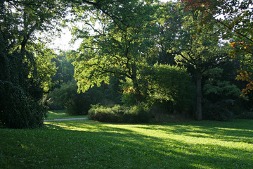 Fototapeta na wymiar Summer sunlight in park