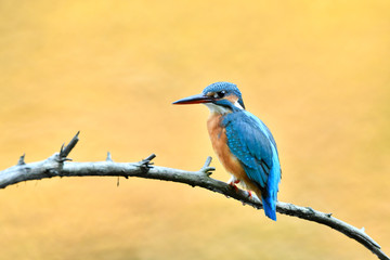 止まり木のカワセミ
