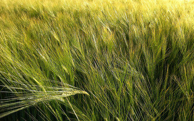 Junges Getreide im Wind als Hintergrund