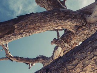 Photo of a large tree from below against the sky