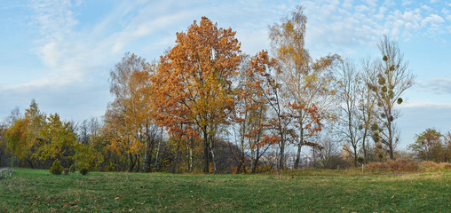 Beautiful autumn red and orange forest