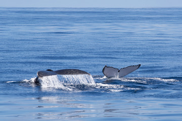 Ningaloo reef, humpback whales