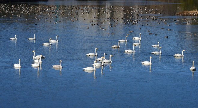仙台市水の森公園の白鳥