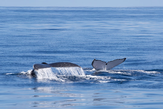 Ningaloo Reef, Humpback Whales