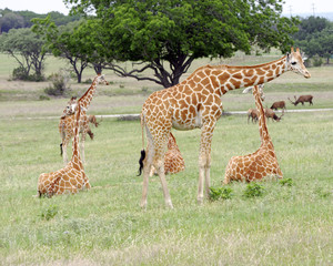 Giraffe group in grassland