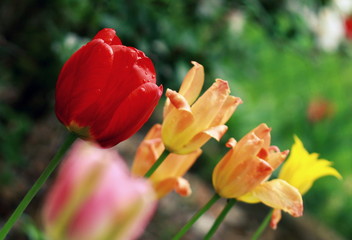 Czerwony tulipan