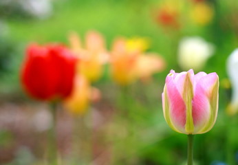 Różowy tulipan na łące 