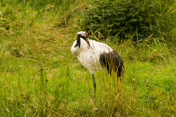 japanese crowned crane