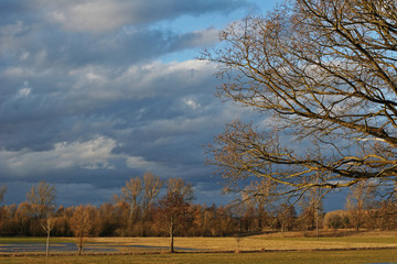 Windy winter trees in sunset landscape