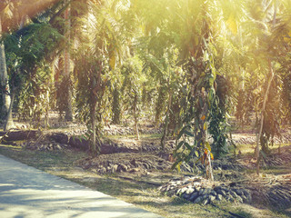 Tropical Seychelles. Palm trees on the island of La Digue 