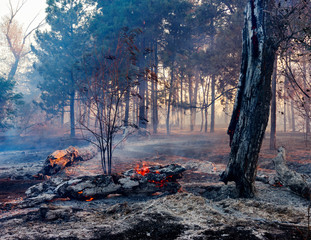 Forest fire