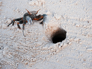 Crab on the sand on the Seychelles
