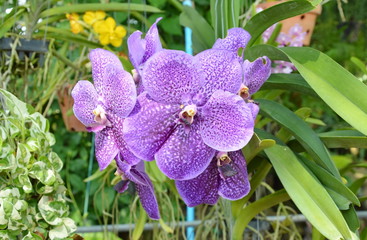 Vanda orchid mixed breeding mobility in garden
