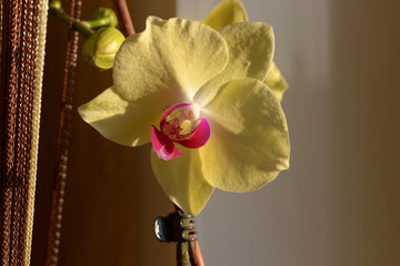 beautiful yellow orchid stands on a table in the sun