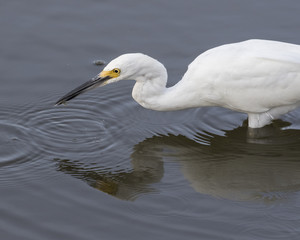 Snowy Egret Wading and Fishing gets a shrimp