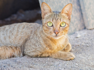 Cat lying on the ground. Cat looking at camera.