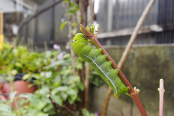 キョウチクトウスズメの幼虫