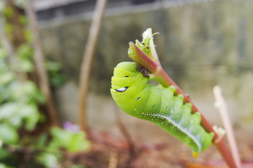 キョウチクトウスズメの幼虫