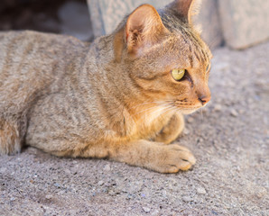 Cat lying on the ground. 