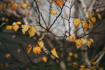 Yellow leaves on a tree, close-up
