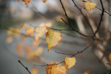 Yellow leaves on a tree, close-up
