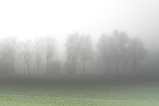 Trees In The Morning Fog