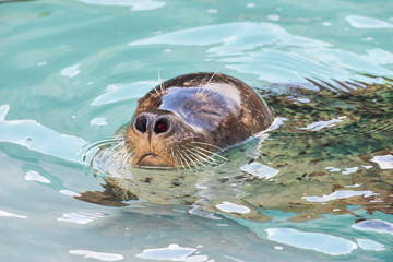 水から顔を出したゴマフアザラシ   © yuji_to