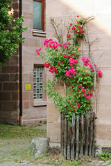 Fototapeta na wymiar Rose tree at building corner