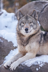 雪の上のシンリンオオカミ
