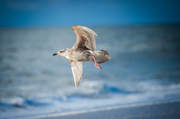 Fliegende Möwe