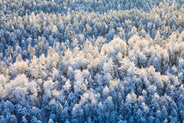 Top view of winter forest