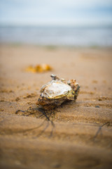 Auster im Wattenmeer