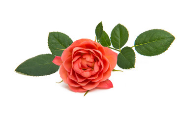 beautiful little rose