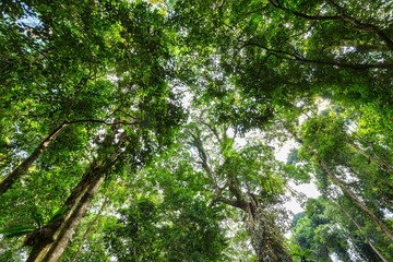 Obraz premium Tropical forest dynamic view