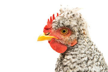 young cock