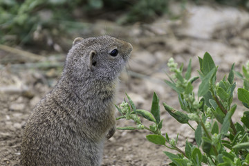 Naklejka na ściany i meble Ground squirrel standing on hind legs with green bush