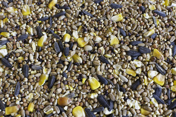 Bird seed with corn sunflowers millet in many shapes sizes and colors