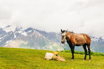 The horse on the meadow near lake Koruldi at the foot of Mt. Ushba. Upper Svaneti, Mestia, Georgia, Europe. High Caucasus ridge