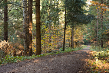 Path in coniferous forest