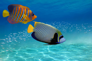 Fototapeta na wymiar Coral Reef and Tropical Fish in the Red Sea