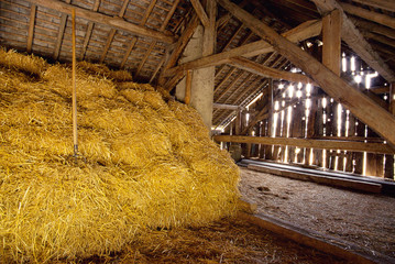 Interior of hay barn