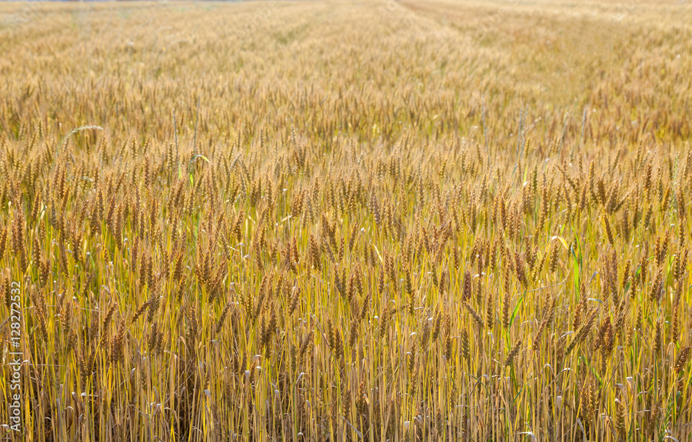 Sticker landscape with a view of the field with ripe wheat