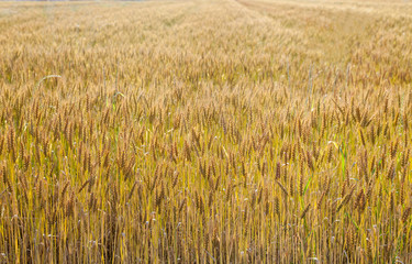 Landscape with a view of the field with ripe wheat