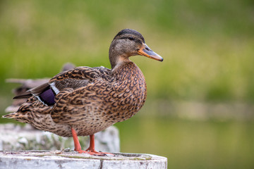 Duck portrait.