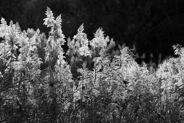 Dry cane, bw
