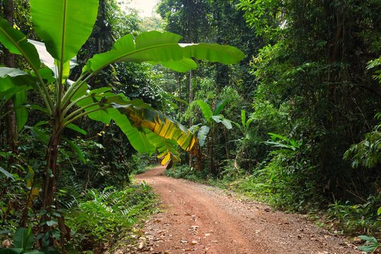 Fototapeta Dirt road in jungle